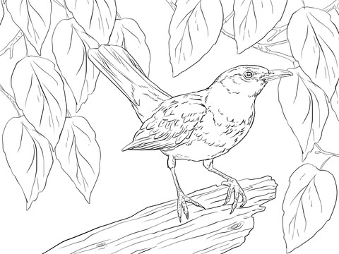 Blackbird Male Coloring Page